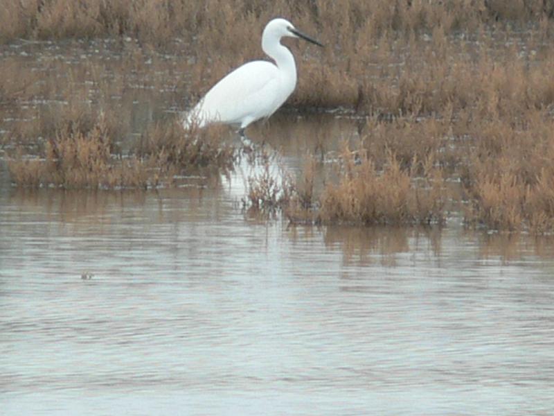 2008_12_Camargue_04 Les Saintes Maries_21.jpg